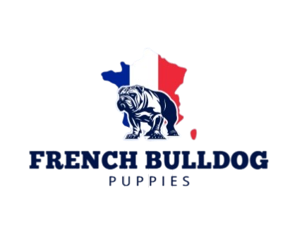 Samira Frenchbulldog Puppies